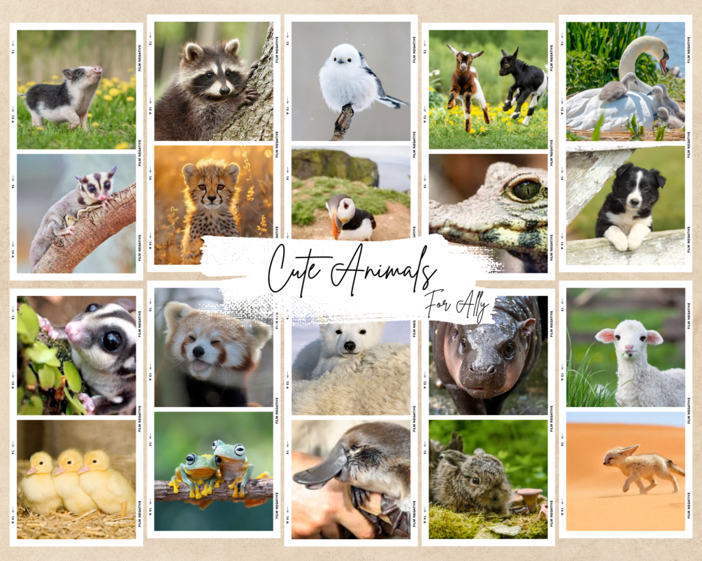 A collection of several pictures of animals laid out like a collage